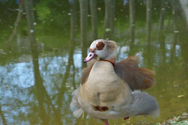 Gansos Nilo Lago — Fotografia de Stock