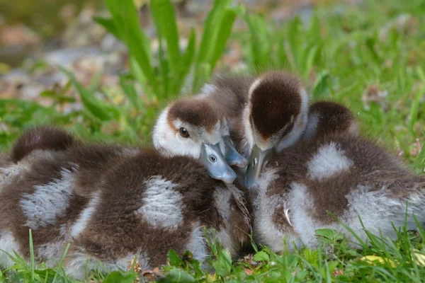 Nilgänse See — Stockfoto