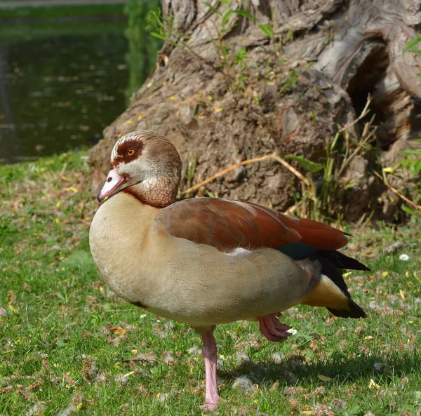 Gansos Del Nilo Lago —  Fotos de Stock