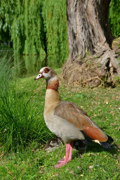 湖のナイルガチョウ — ストック写真