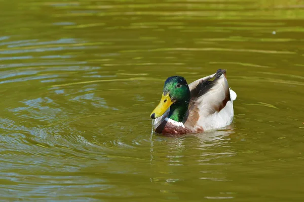 Vue Panoramique Canard Colvert Mignon Nature — Photo