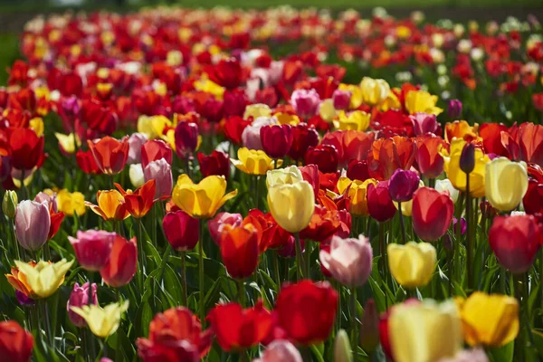 Tulipánové Květiny Jarní Flóra — Stock fotografie