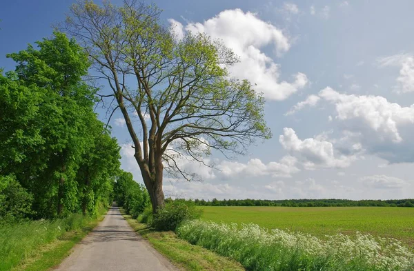 Landschaft Zwischen Ratzeburg Und Salem Herzogtum Lauenburg Schleswig Holstein — Stockfoto