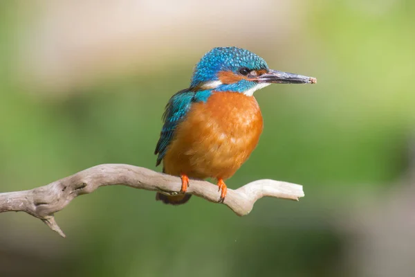 野生生物中翠鸟的特写镜头 — 图库照片