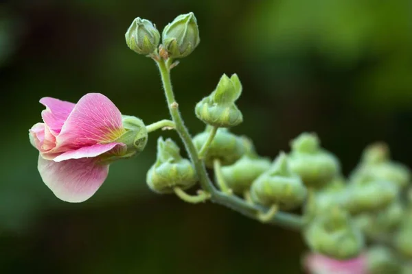 Hollyhock Flowers Garden Summer Flora — Stock Photo, Image