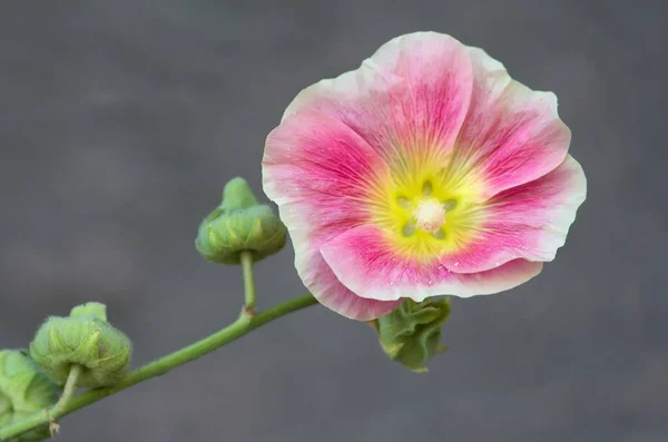 夏の植物のHollyhock花 — ストック写真