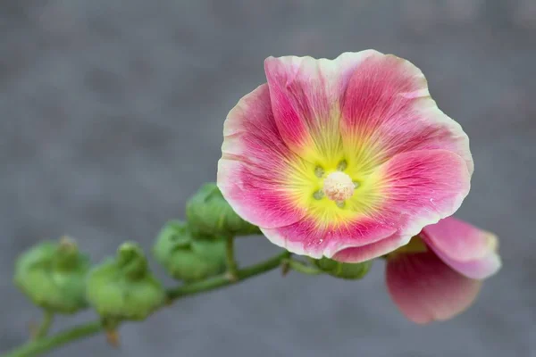 Холлихок Цветы Саду Летняя Флора — стоковое фото