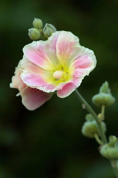 Άνθη Hollyhock Στον Κήπο Καλοκαιρινή Χλωρίδα — Φωτογραφία Αρχείου