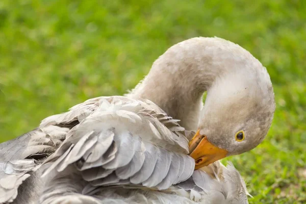 Scenic View Goose Bird Nature — Stock Photo, Image