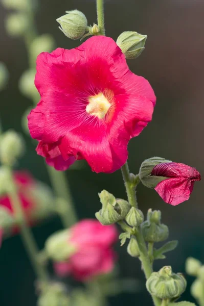 Rote Stockrose Red Hollyhock — стокове фото