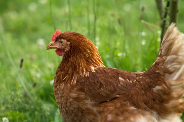 Brown Chicken Brown Chicken — стокове фото