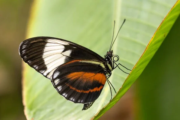 Borboleta Pequena Flor Conceito Loucura — Fotografia de Stock