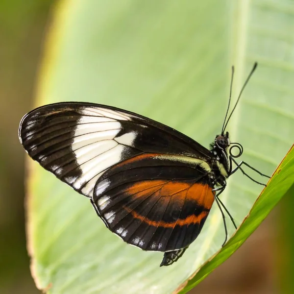 Kleiner Schmetterling Auf Blume Wildniskonzept — Stockfoto