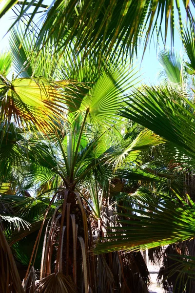 Palm Leaves Spain Copy Space — Stock Photo, Image