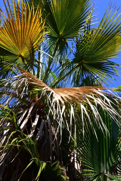 Palmbladeren Spanje Kopieer Ruimte — Stockfoto