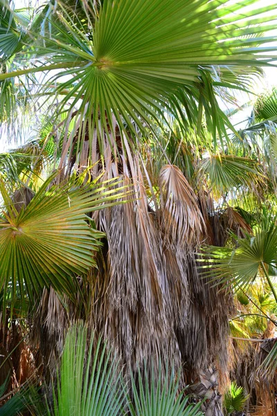 Feuilles Palmier Espagne Espace Copie — Photo