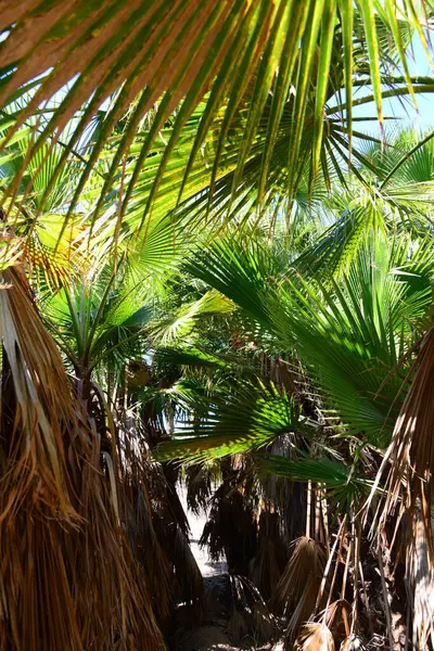 Palmenblätter Spanien Kopierraum — Stockfoto