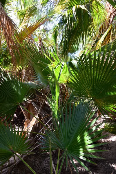 Palmbladeren Spanje Kopieer Ruimte — Stockfoto