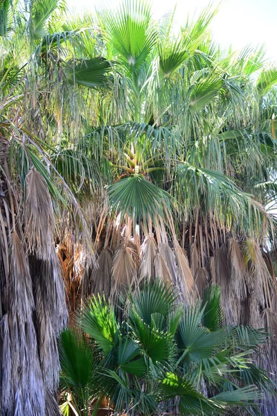 Palmenblätter Spanien Kopierraum — Stockfoto