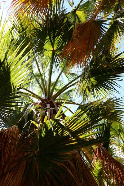 Palm Leaves Spain Copy Space — Stock Photo, Image