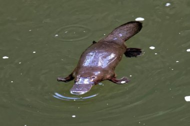 hippopotamus in the water clipart