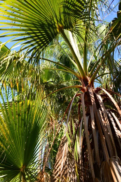 Palmenblätter Spanien Kopierraum — Stockfoto