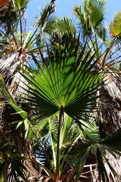 Feuilles Palmier Espagne Espace Copie — Photo