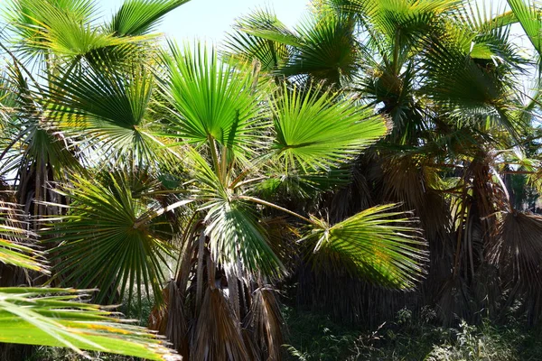 Пальмовые Листья Испании Пространство Копирования — стоковое фото