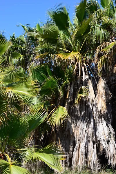 Feuilles Palmier Espagne Espace Copie — Photo