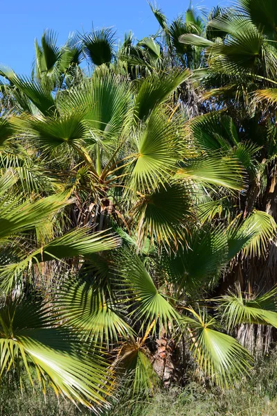 Feuilles Palmier Espagne Espace Copie — Photo