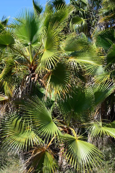 Palm Levelek Spanyolországban Másolás Hely — Stock Fotó