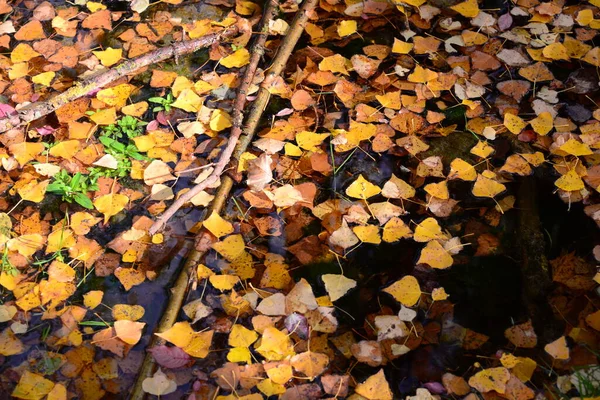 Aumn Ormanı Autumn Hastanesi Autumn Hastanesi Otumn Rengi Yellow Brown — Stok fotoğraf