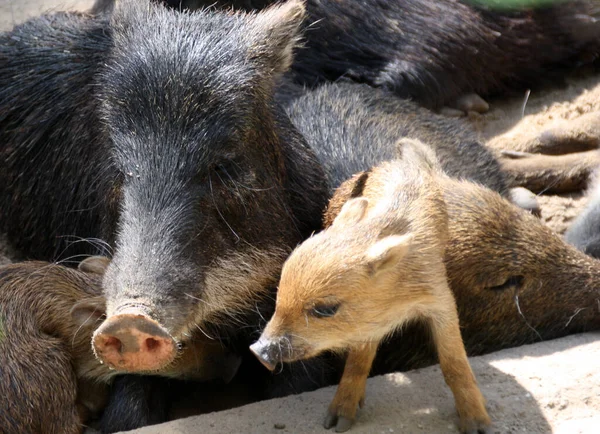 Zwei Schweine Zoo — Stockfoto