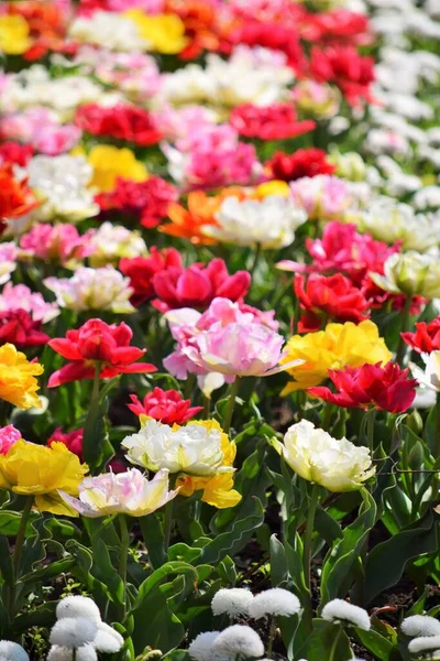 Мальовничий Вид Красиві Квіти Тюльпанів — стокове фото