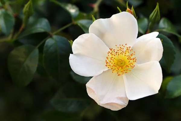 Vacker Utsikt Över Vackra Vita Ros Blomma — Stockfoto