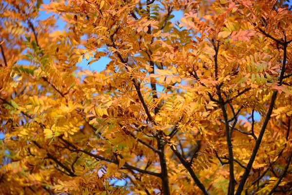 Herbstwald Herbstmood Wald Herbstfarben Gelb Braun Bäume Botany — Stockfoto