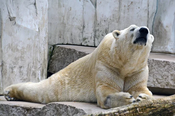 白いホッキョクグマ捕食者 — ストック写真