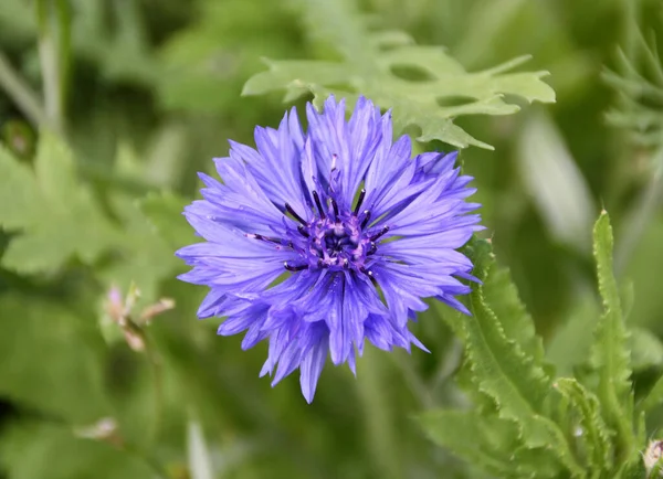 Different Flowers Selective Focus — Stock Photo, Image