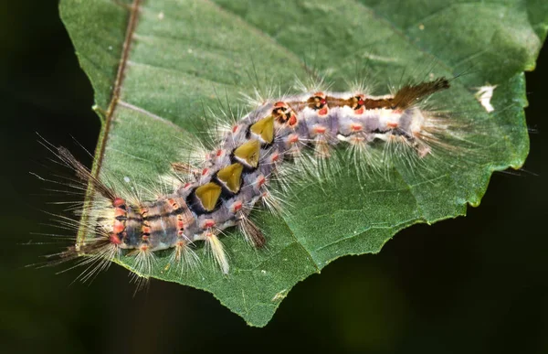 Close Macro View Van Rupsen — Stockfoto