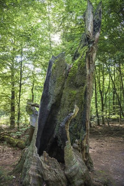 Φλοιός Κορμού Δένδρου Ξύλινη Ξυλεία — Φωτογραφία Αρχείου