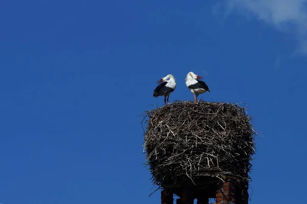 Storchenpaar Nest Auf Einem Schornstein — Stockfoto