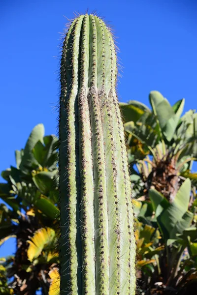 Spanien Blanes Provincial Gerona Botanical Garden Palm Cacti — Stockfoto
