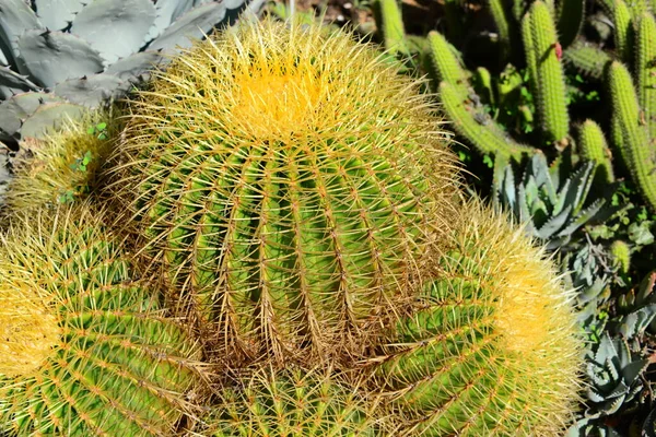 Spain Blanes Provincial Gerona Botanical Garden Palm Cacti — стокове фото
