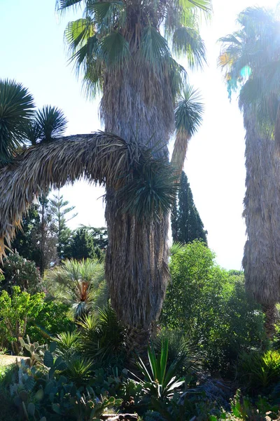 Hiszpania Blany Prowincyjna Gerona Botaniczny Garden Palm Cacti — Zdjęcie stockowe