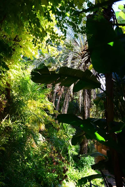 Spanien Blanes Provincial Gerona Botanisk Garden Palm Cacti — Stockfoto