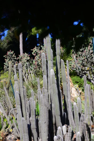 Spanyolország Blanes Provinciális Gerona Botanikus Garden Palm Cacti — Stock Fotó