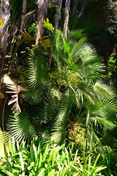 Espagne Blanes Gerona Provincial Jardin Botanique Paume Cacti — Photo