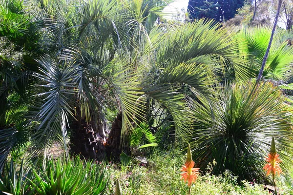 Spanje Blanen Provinciële Gerona Botanische Garden Palm Cacti — Stockfoto