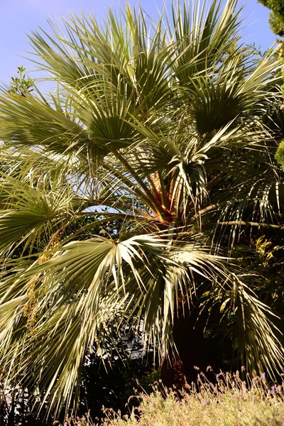 España Blanes Gerona Provincial Jardín Botánico Palma Cática — Foto de Stock