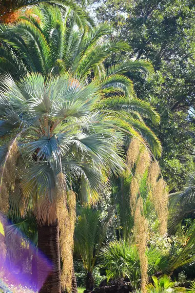 Hiszpania Blany Prowincyjna Gerona Botaniczny Garden Palm Cacti — Zdjęcie stockowe